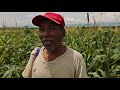 The  Flower of Corn | The Perennial Plate's Real Food World Tour