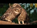 Spotted Owlet Pair. Is it love?