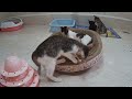 So Funny! Funniest Cats and Dogs 2024😺New Funny Animals 2024😼🐶