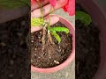 how to propagate hibiscus flowers from flower buds #shorts #hibiscusflowers #GardenGrafting