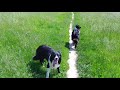 Border Collie walk