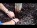 Girdling Tree Roots