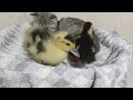 Funny animals 🤩😘 The kitten was surprised to see two ducklings on the bed