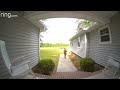 Squirrel Does Parkour for the UPS man
