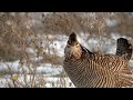Nature: Prairie chickens in South Dakota