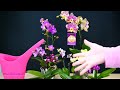 Orchid Care for Beginners - How to water Phalaenopsis Orchids