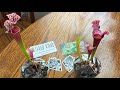 Unboxing of Carnivorous Plants from www.flytrapking.com