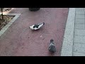 Street Pigeons