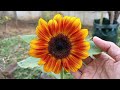 Another unique sunflower || Little Tiger || Dwarf sunflower || Happy gardening