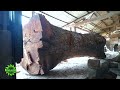 The largest mahogany wood in the world was bought by 1.2 billion Japanese to be sawn off by sawmills
