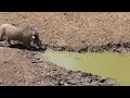 Crocodile and warthog