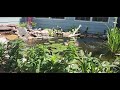 Backyard garden pond