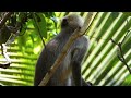 Black Footed Gray Langurs | Gray Monkey