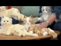Hasbro's Lifelike Joy for All Companion Cat By: Hasbro on QVC