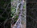 Trees dying by thousands in Mt. Hood national Forest. please help.
