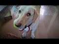 Labrador dog malayalam | Lab dog | Naya valarthal | patti paripalanam kerala | Pet dog care kerala