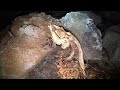 Hawaii Volcano Lava Tube Exploration H#4 Part 1 Full Version
