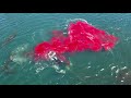 Bloody killer whale predation on female elephant seal