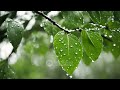 Ambient Sounds for Relaxation | Relaxing Music and Rain Sounds for Meditation and Stress Relief 🌧️🌊