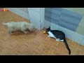 Golden Retriever Puppies Fight Over Fish With Kitten