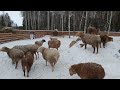 Wonderful sheep voice...