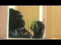 Gorilla siblings play excitedly and happily｜Shabani Group