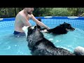 My Husky Didn't Expect This! Dogs In the Pool