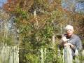 Covering An Arbor With Roses