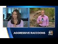 Fearless Raccoons Roaming San Francisco's Golden Gate Park