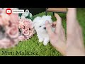 Teacup Dogs - 15 Cute Miniature Dog Breeds | Teacup Puppies