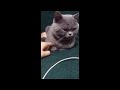 😂 Funniest Cats and Dogs Videos 😺🐶 || 🥰😹 Hilarious Animal Compilation №419