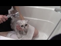 How to Bathe - Silver Persian