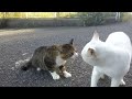 So funny watching cats arguing