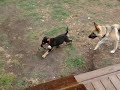 German shepherd puppy Won't give up.....