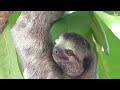 Amazon Brazilian Rainforest Beauties in 4k - Relaxing Film