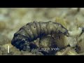 Life cycle of a Firefly 4K HD || by Hugs of life