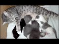 温馨猫,甜妈萌宝|sweet mom cute baby 18days😸