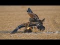 Witness the Thrilling Battle of Imperial Eagles in Jaw-Dropping 4K!#birds #wildlife #nature #gujarat
