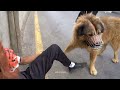 هجوم كلب القوقازي الشرس بعد اخراجه من القفص - جمال العمواسي