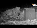 Mama Leopard Desperately Tries To Reunite With Cub | The Dodo