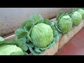 I wish I knew this sooner!  Growing cabbage in foam containers does not require much soil.