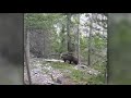 Australian hikers Encounter MASSIVE Grizzly Bear in Alberta Forest