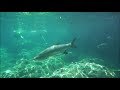 Shark Video Amber Cove Ocean World Diego and Learae Oct 13, 2021