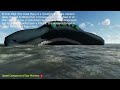 Speed Comparison of Sea Monsters || The Bloop Vs El Gran Maja Vs Megalodon || 3D Animation 🦑🦈🐉🐲