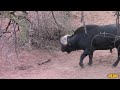 Bowhunting Cape Buffalo - 10 Bowhunts