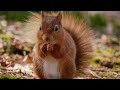 Red Squirrel Island in the UK! | Enchanting Dorset Wildlife Watching
