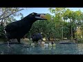 Beautiful Ravens collect some food on a pleasant morning