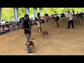 American Pitbull Terriers Compete in ADBA Dog Show. Best Red Dog Class