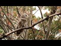 Barred Owl Calls To Mate | AMAZING VOCALS!