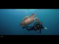 The Incredible GREAT BARRIER REEF | Cinematic Film